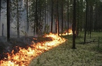 За истекшие сутки на территории Краснодарского края зарегистрировано 5 случаев загорания сухой растительности и 1 пожар в лесном фонде.