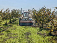 Предприятие из Лабинского района формирует новые стандарты работ в орехоплодном саду