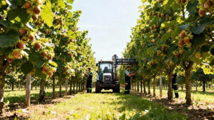 Уход за фундуковыми садами в Лабинском районе станет эффективнее