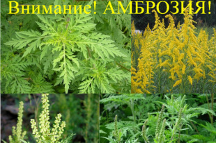 Памятка по борьбе с амброзией полыннолистной