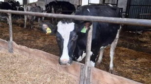 Сельхозпредприятие «Красная Звезда» стало еще одним участником федерального проекта «Производительность труда», который является частью национального проекта «Эффективная и конкурентная экономика»