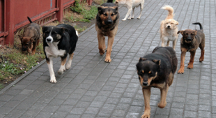 Откуда берутся животные без владельцев и что с этим делать?